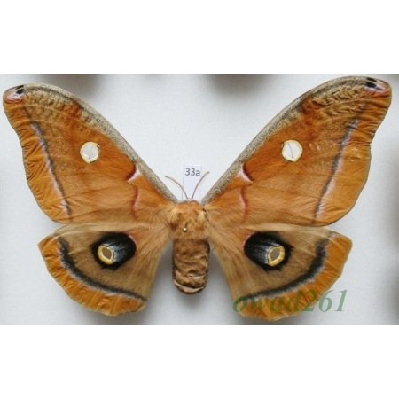 Antheraea polyphemus (Cramer, 1776) female ex. ovo USA 122mm33a
